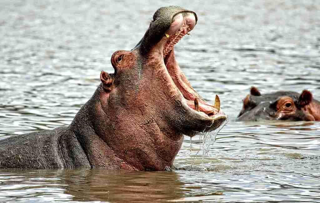 Los primeros 2 hipopótamos del mundo con COVID-19 están en el zoológico de Amberes