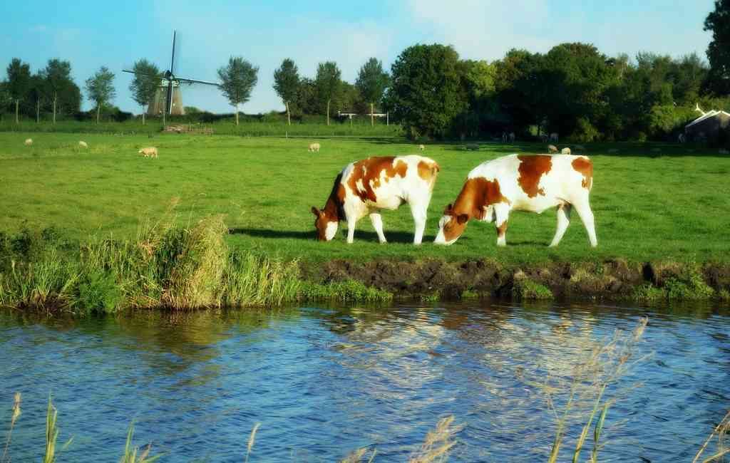 Los Países Bajos exporta animales vivos por 1.800 millones de euros