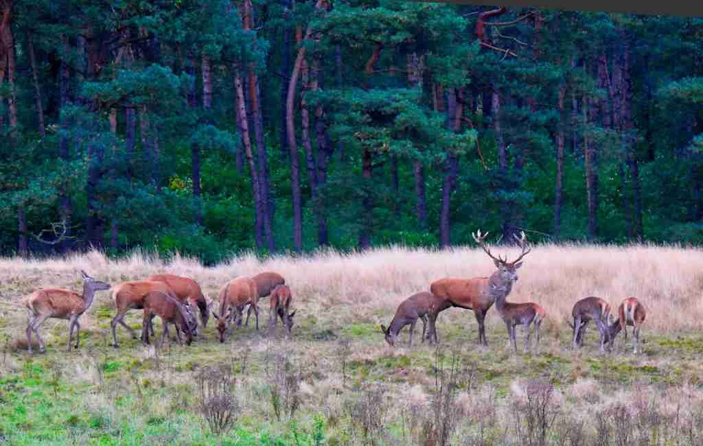 FESTIVO: Países Bajos también conmemora el Día Europeo de los Parques Nacionales el 24 de mayo