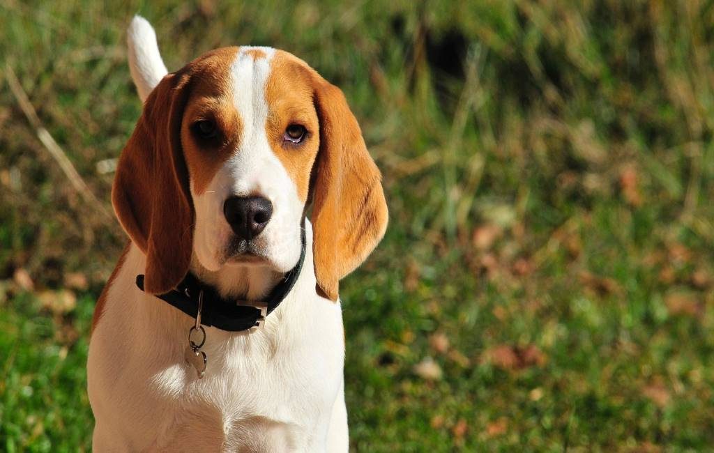 Los perros detectores de Covid no se utilizarán en Bélgica