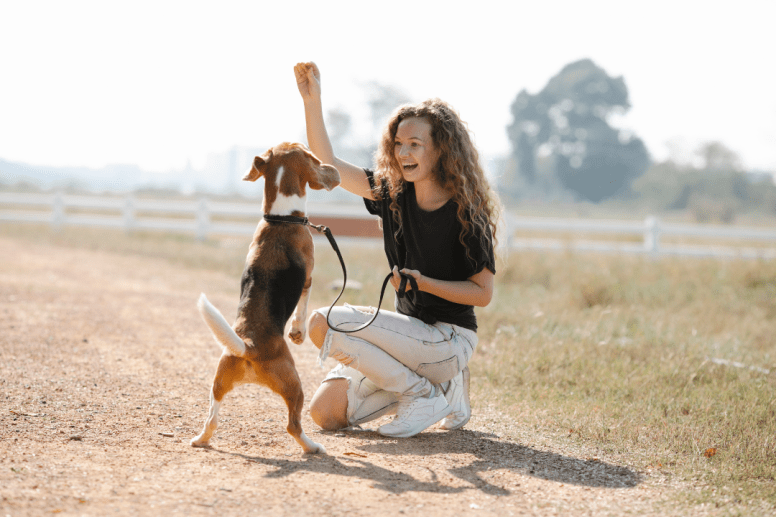 Adoptez le dressage positif et renforcez la relation avec votre chien tout en lui apprenant de nouveaux comportements de manière bienveillante.