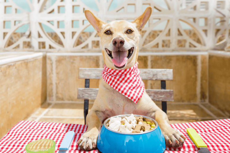 Offrez à votre chien une alimentation équilibrée et voyez la différence dans son énergie, sa santé et son bonheur. Commencez dès aujourd'hui.