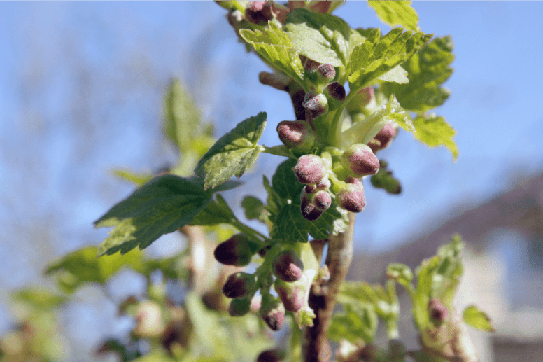 Découvrez comment la gemmothérapie peut aider à gérer les allergies en utilisant des bourgeons de plantes spécifiques. Apprenez à soulager vos symptômes naturellement.