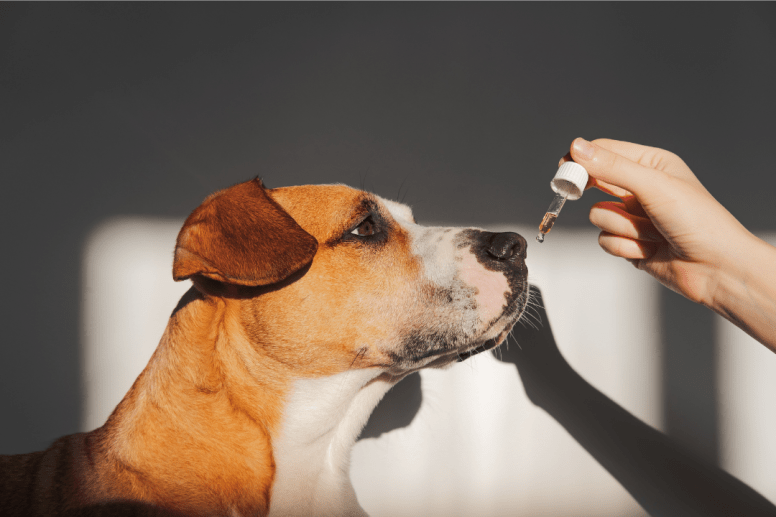 Découvrez quelles huiles essentielles utiliser en présence de chiens et chats, leurs bienfaits, dosages appropriés, et précautions pour assurer la sécurité de vos animaux.