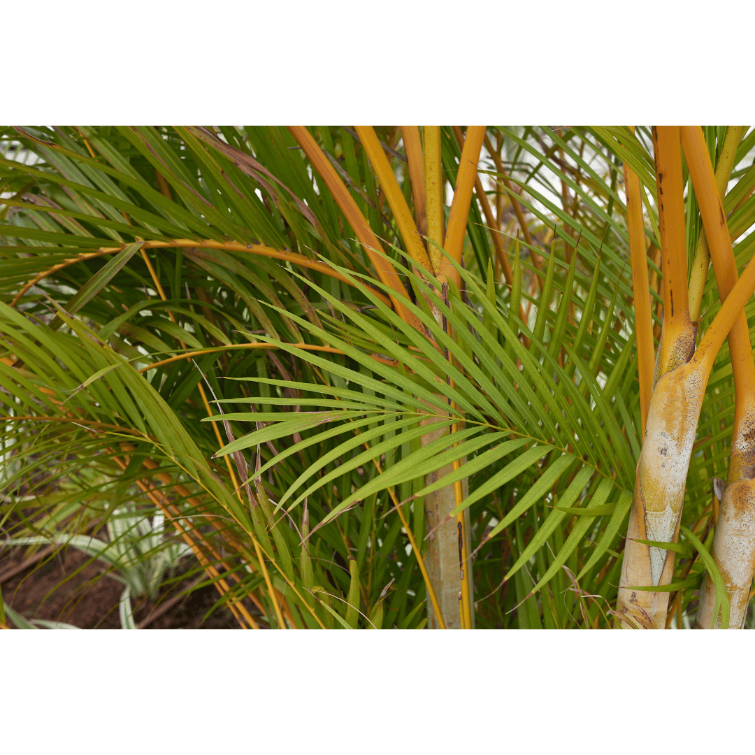 Palmier d'Areca (Dypsis lutescens)