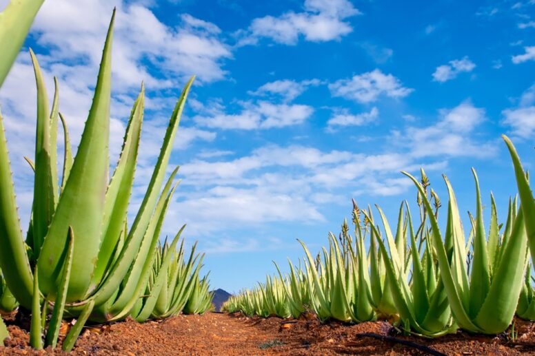 Feuilles fraîches d'aloe vera sous un ciel bleu – plante médicinale utilisée pour la digestion, la peau et l’énergie naturelle. Aloe vera - Tous ses bienfaits pour la peau, la digestion et la vitalité.