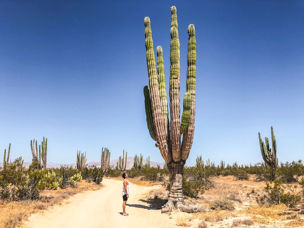 Man bij grote cactus
