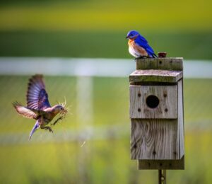 Zwanger vogels nestje