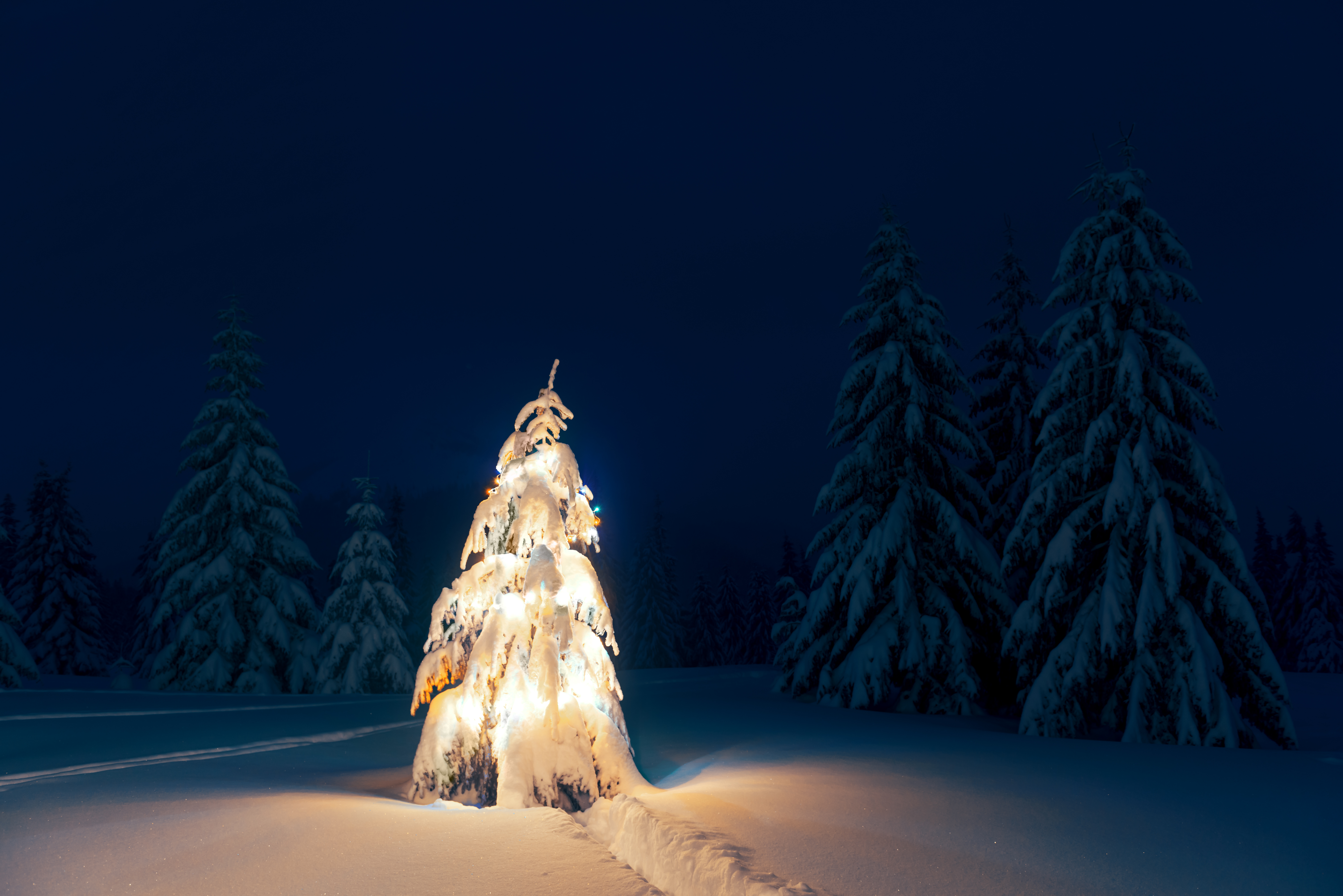 NATALE SCOUT