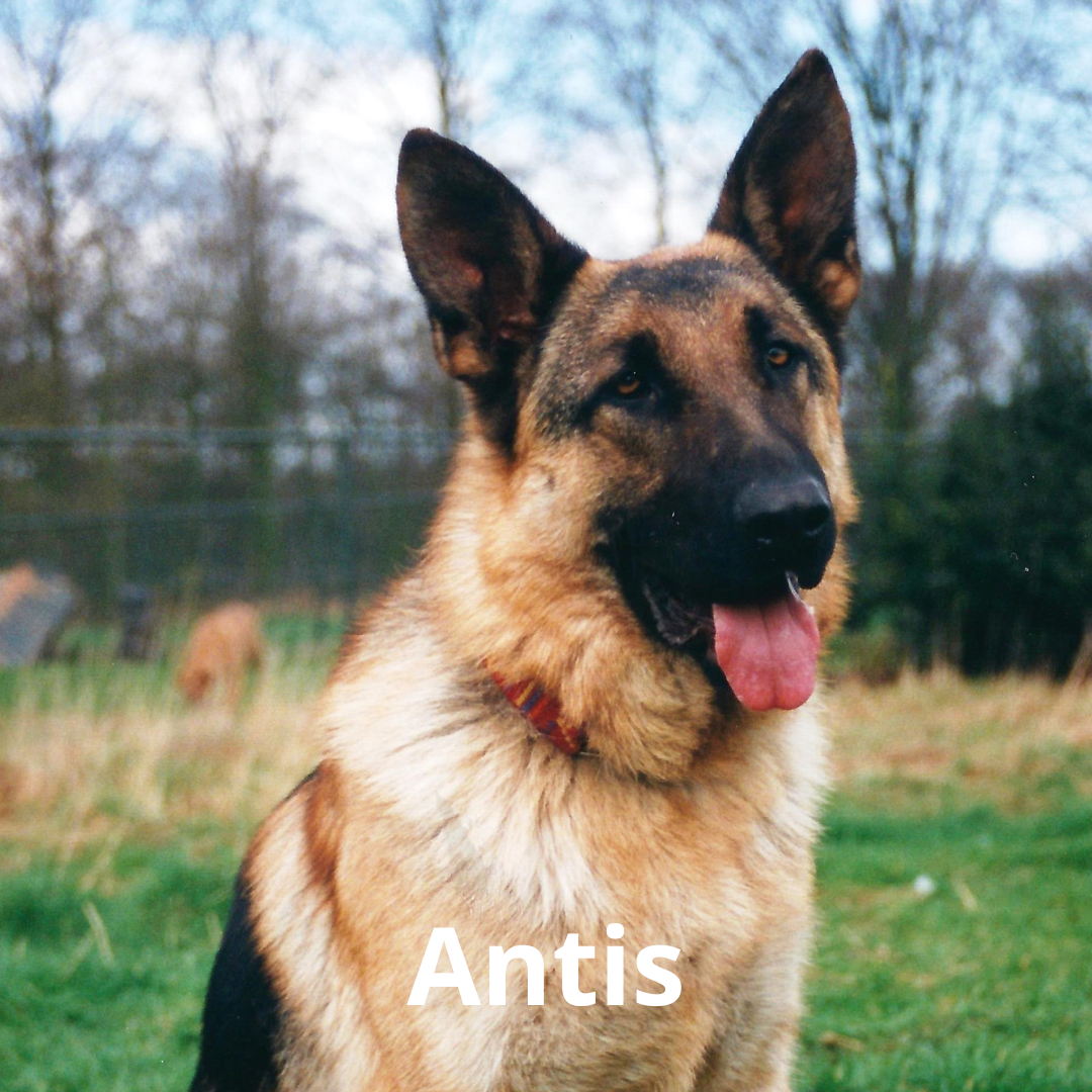 Antis