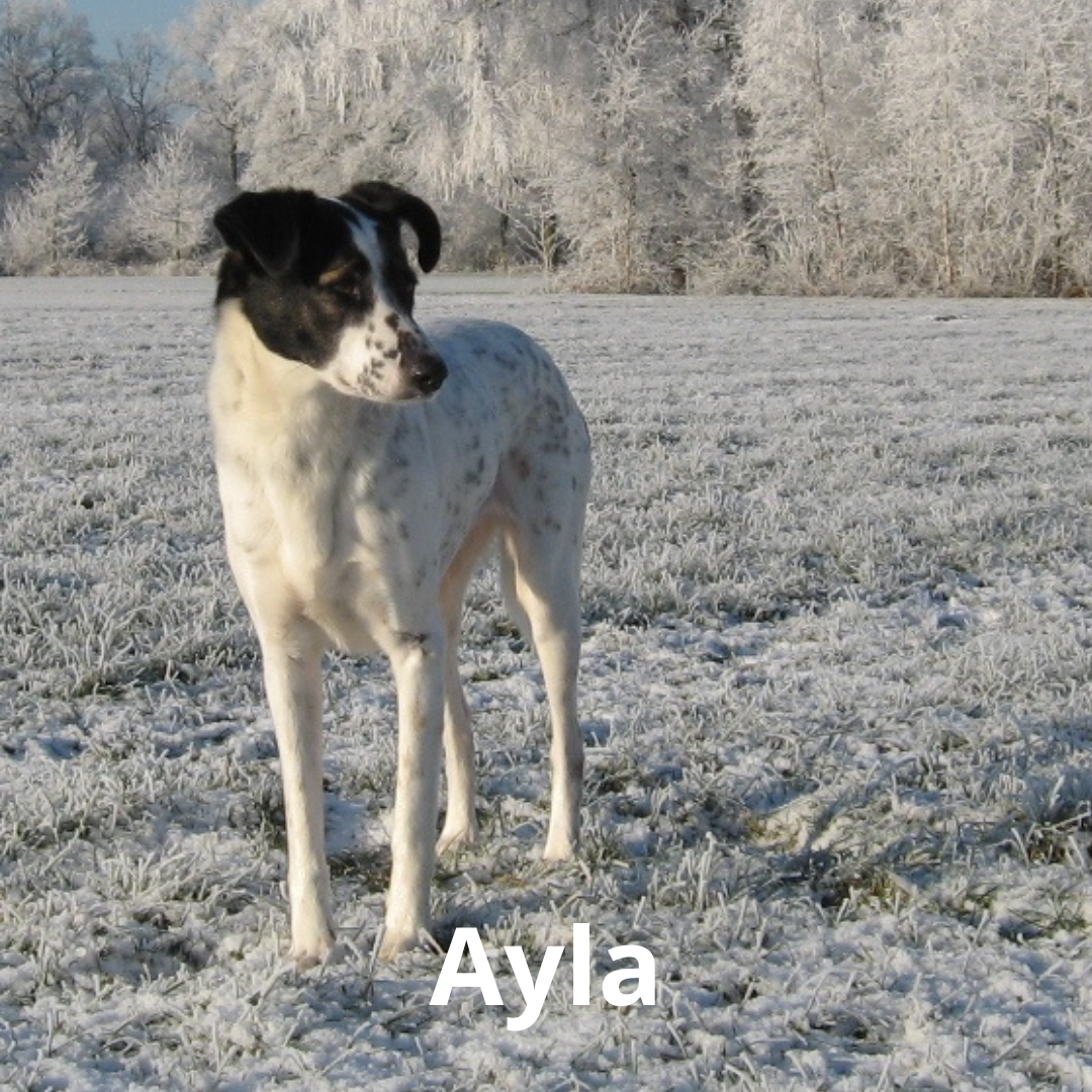 Ayla