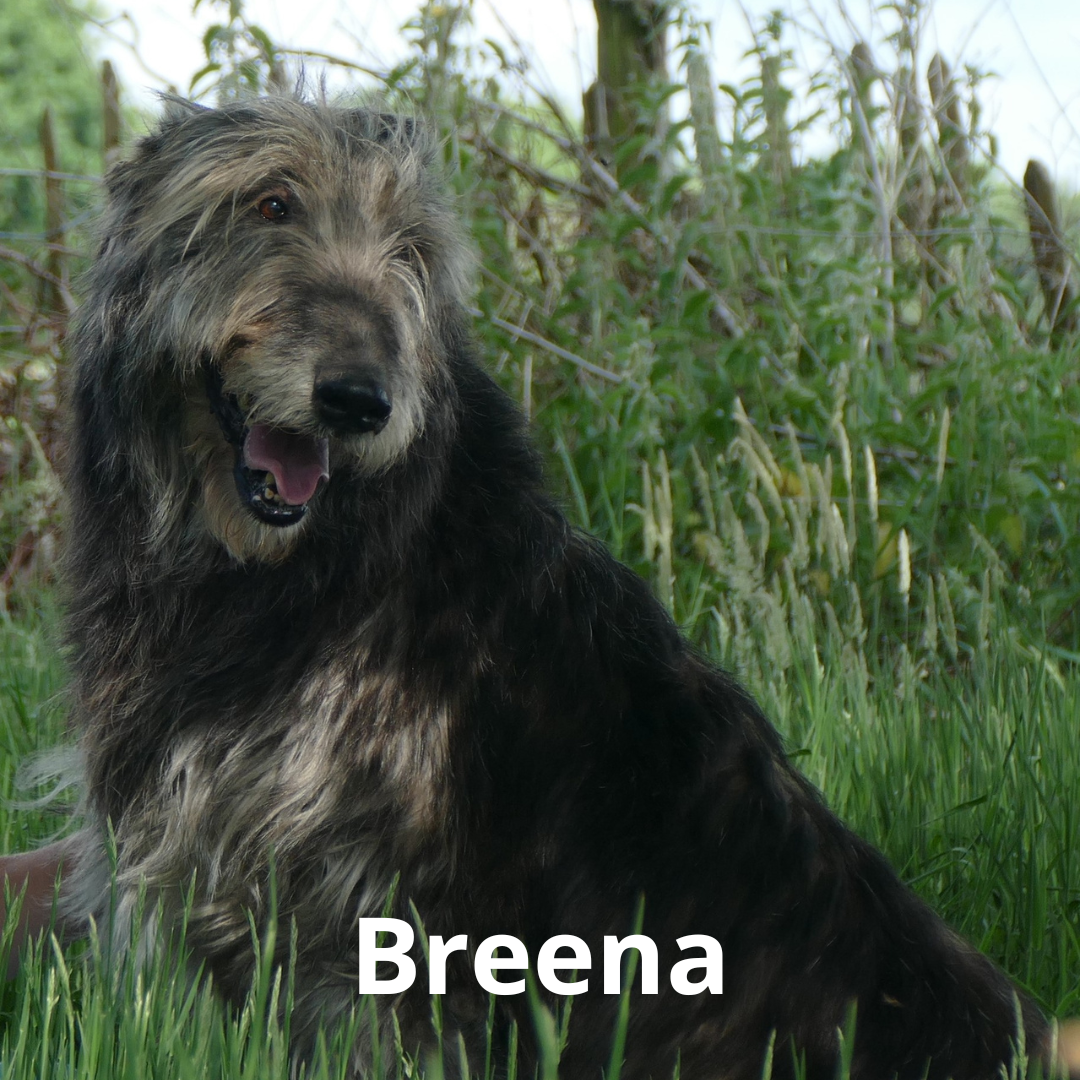 Breena