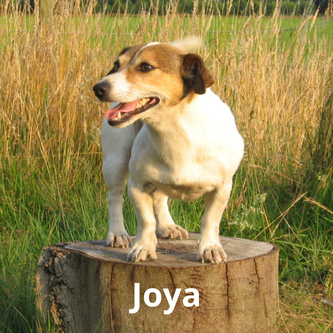 Joya