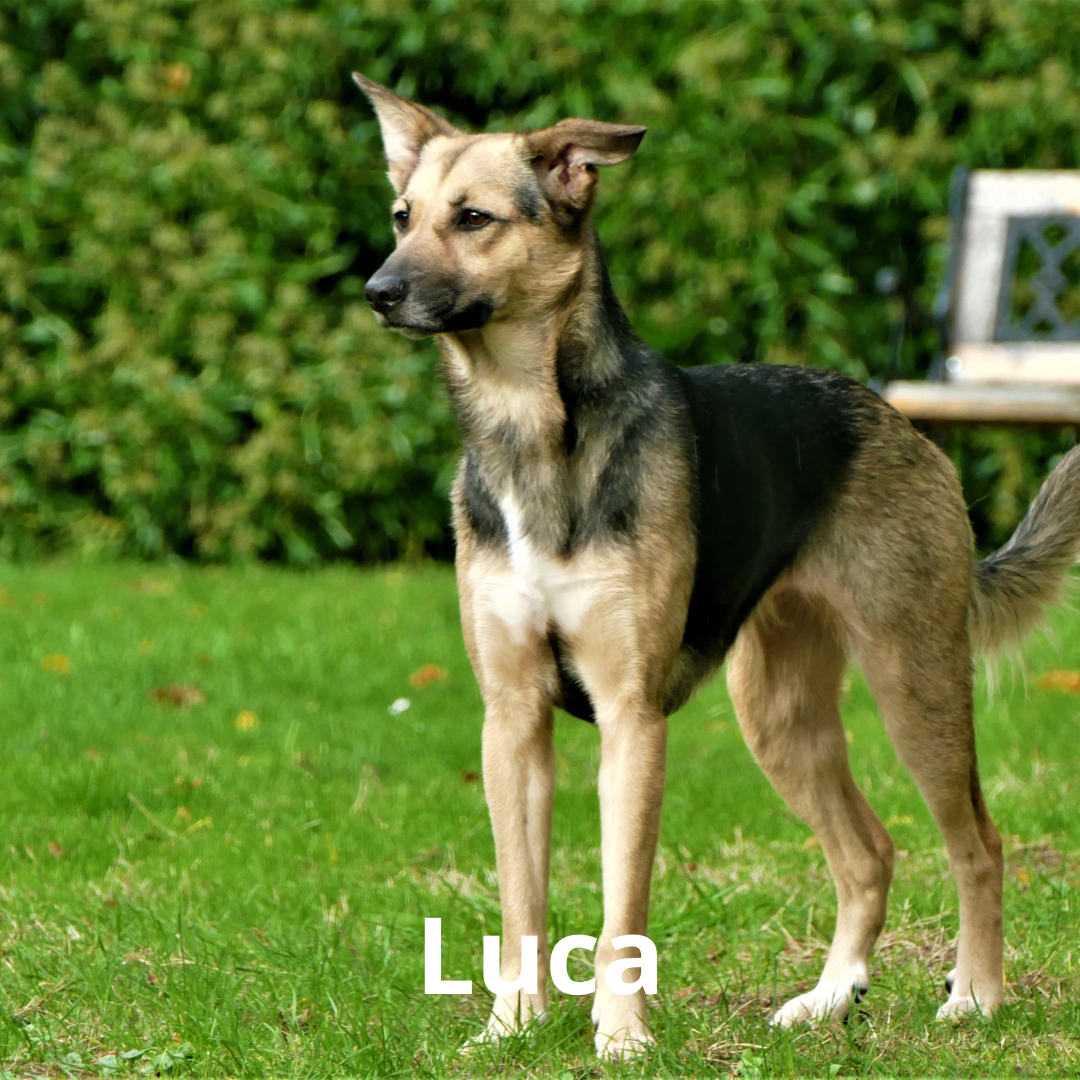 Luca