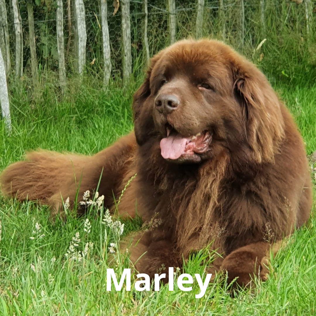 Marley