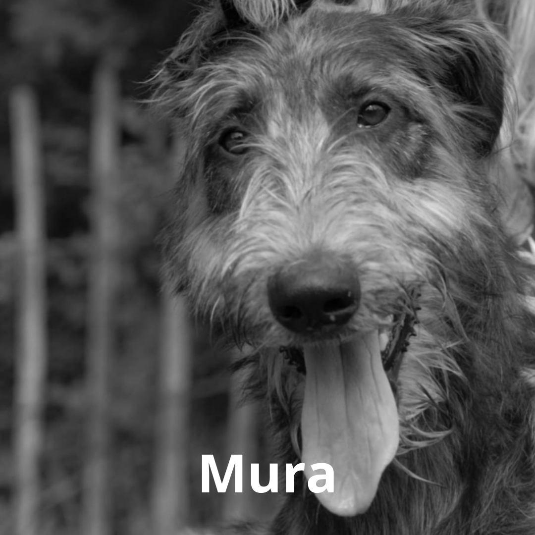 Mura