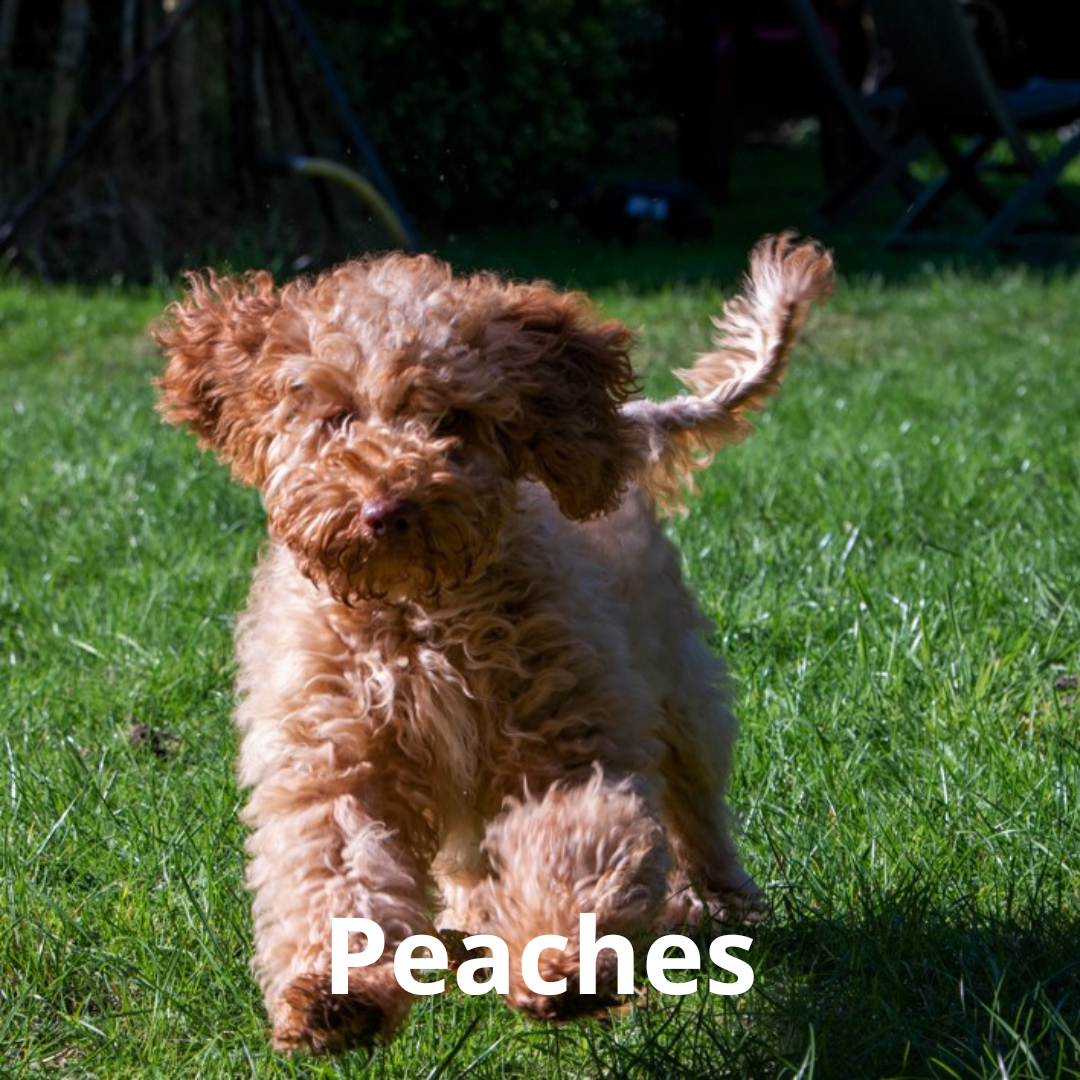 Peaches