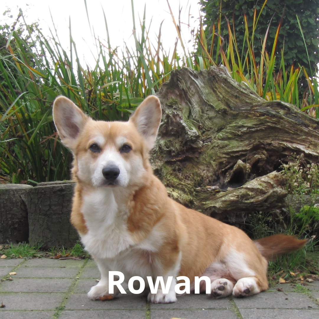 Rowan