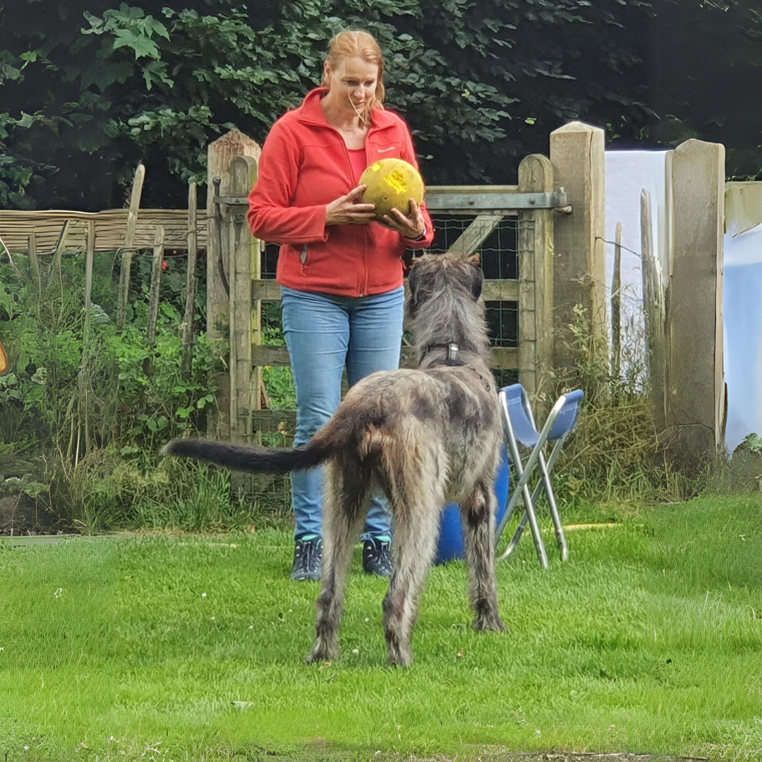 Samenwerken met hond