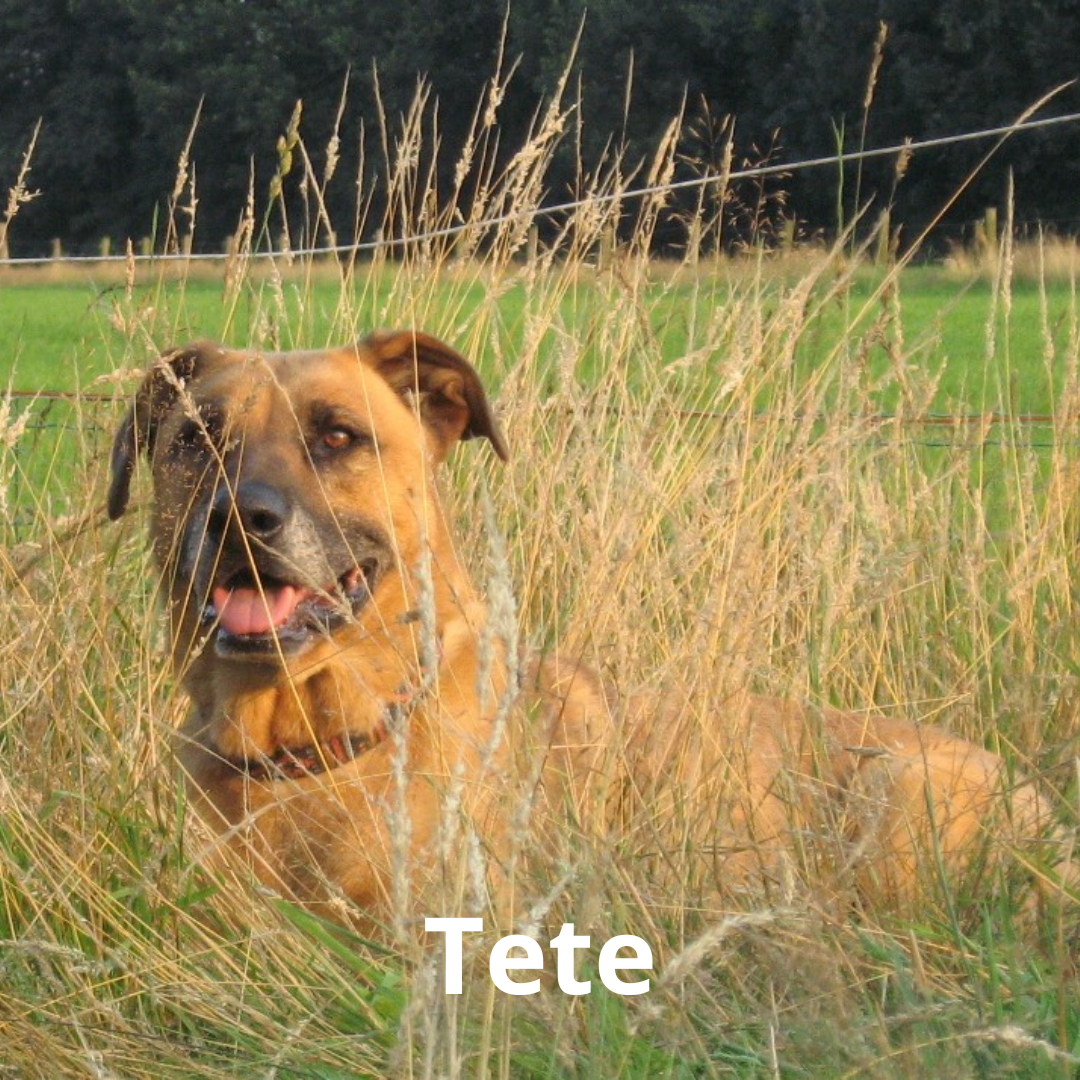 Tete