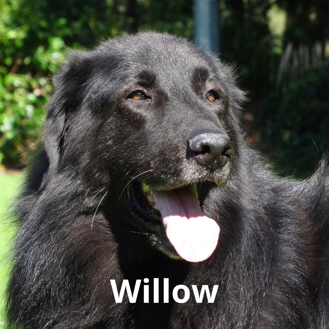 Willow