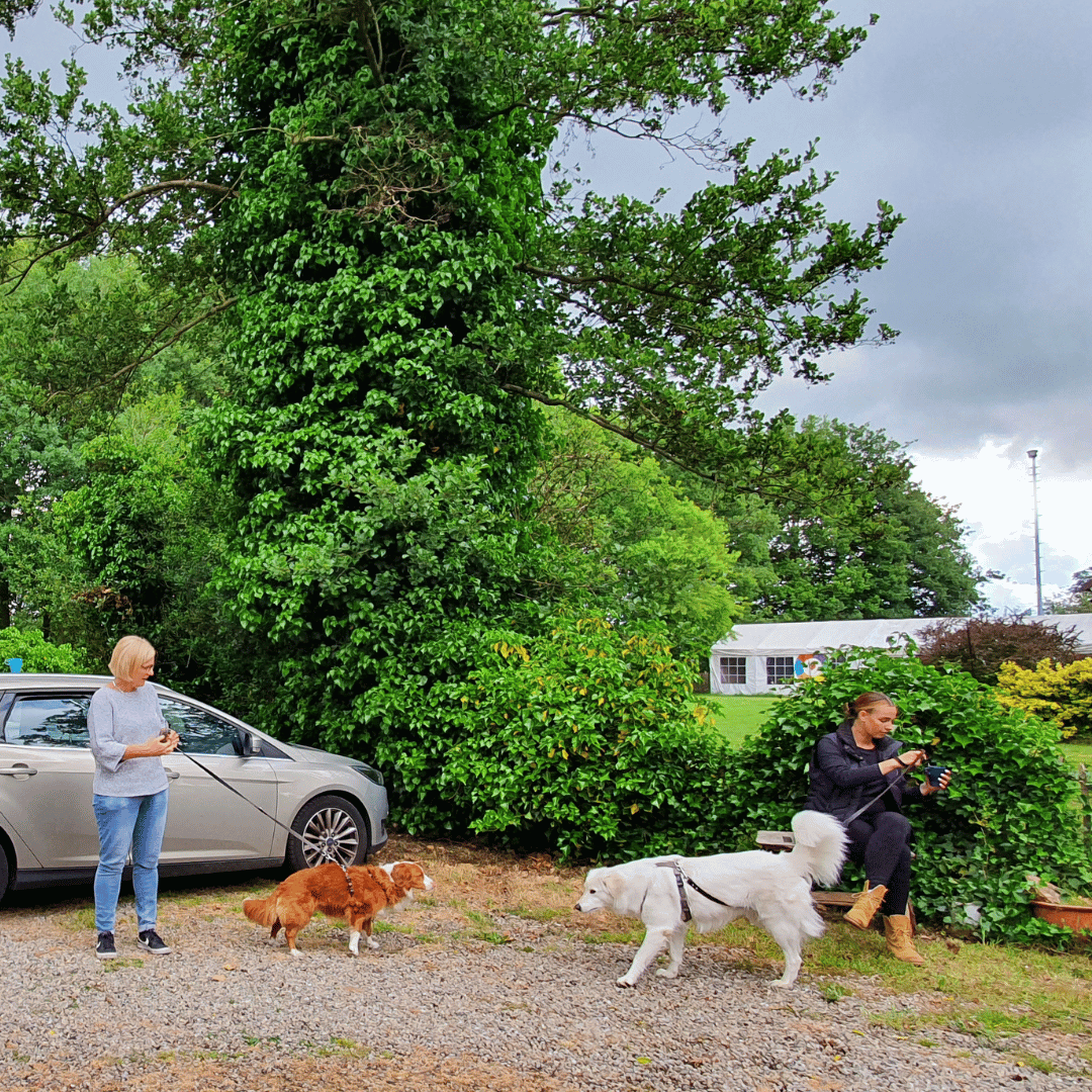 Jij & je volwassen hond1 Volwassen honden wachten op start van de les jij en je volwassen hond bij HondenSpiegel