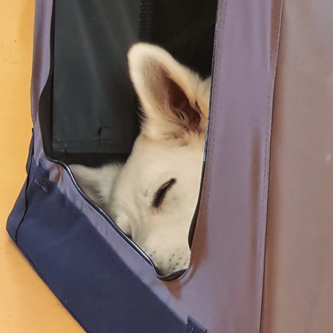 Jij & je volwassen hond2 Hond is moe na les jij en je volwassen hond bij HondenSpiegel