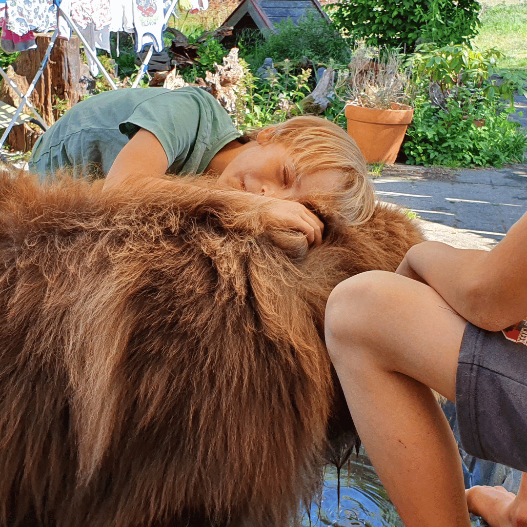 Jij & je volwassen hond3 Even kroelen in de les jij en je volwassen hond bij HondenSpiegel