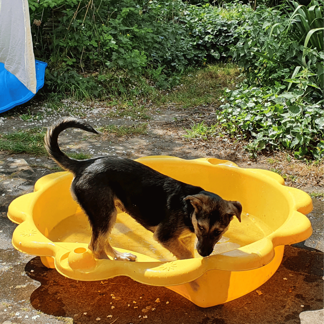 Jonge hond in zwembadje bij les jij en je jonge hond bij HondenSpiegel