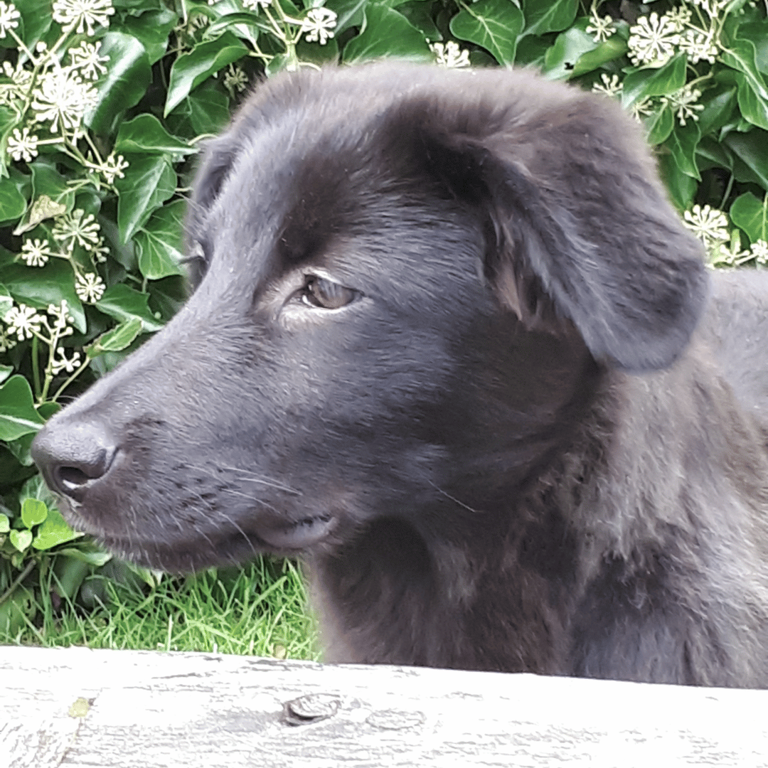 Jij & jonge hond3 Jonge hond tijden les jij en je jonge hond bij HondenSpiegel