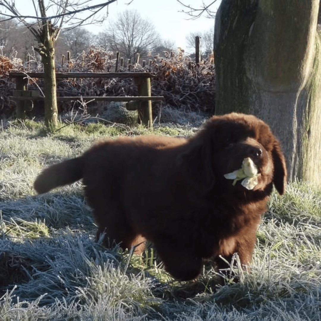 Jij & pup3 Pup Marley bij de HondenSpiegel