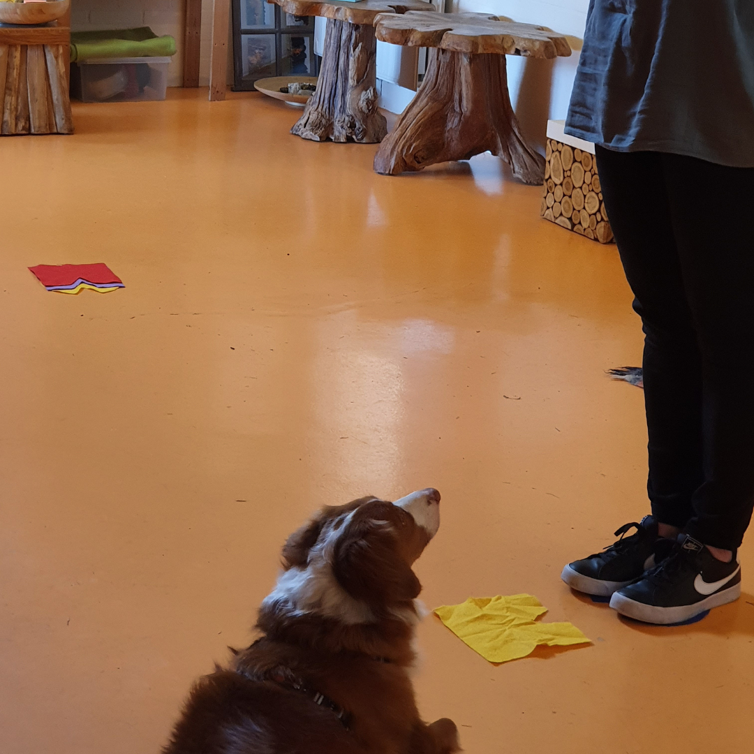 Systeem opstelling & verlangen Opstelling binnen bij HondenSpiegel