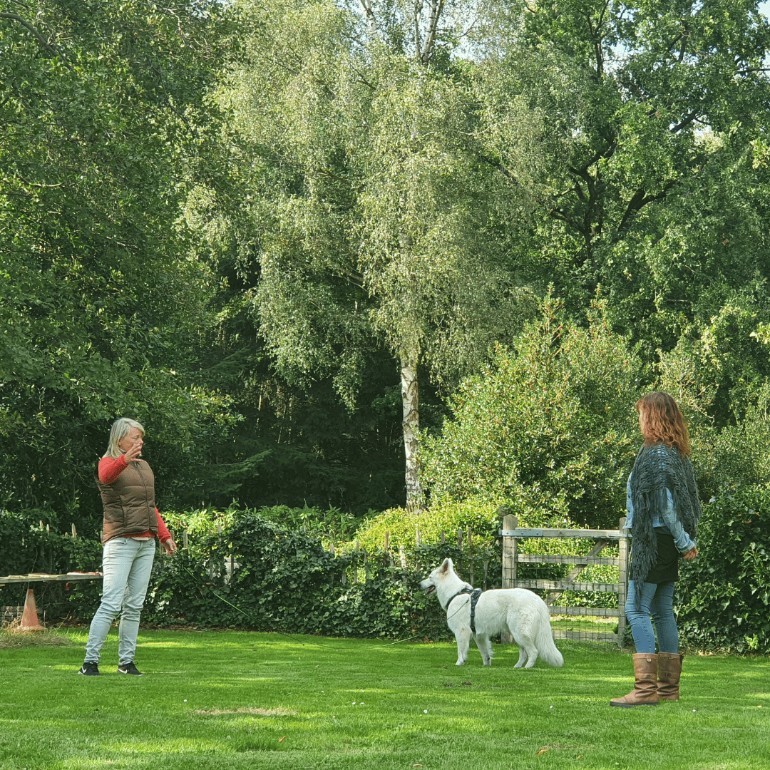 Opleiding SpiegelTrrainer 2 mensen en een hond in de opleiding tot Spiegeltrainer bij HondenSpiegel