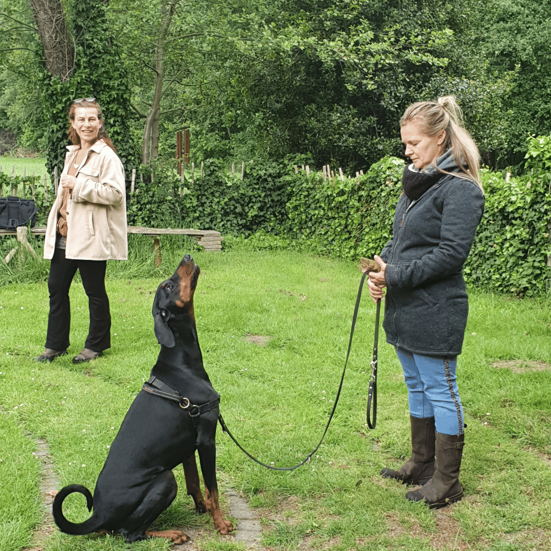 opl spiegeltrainer kracht en magie Cursist en haar Dobermann tijdens de opleiding bij HondenSpiegel