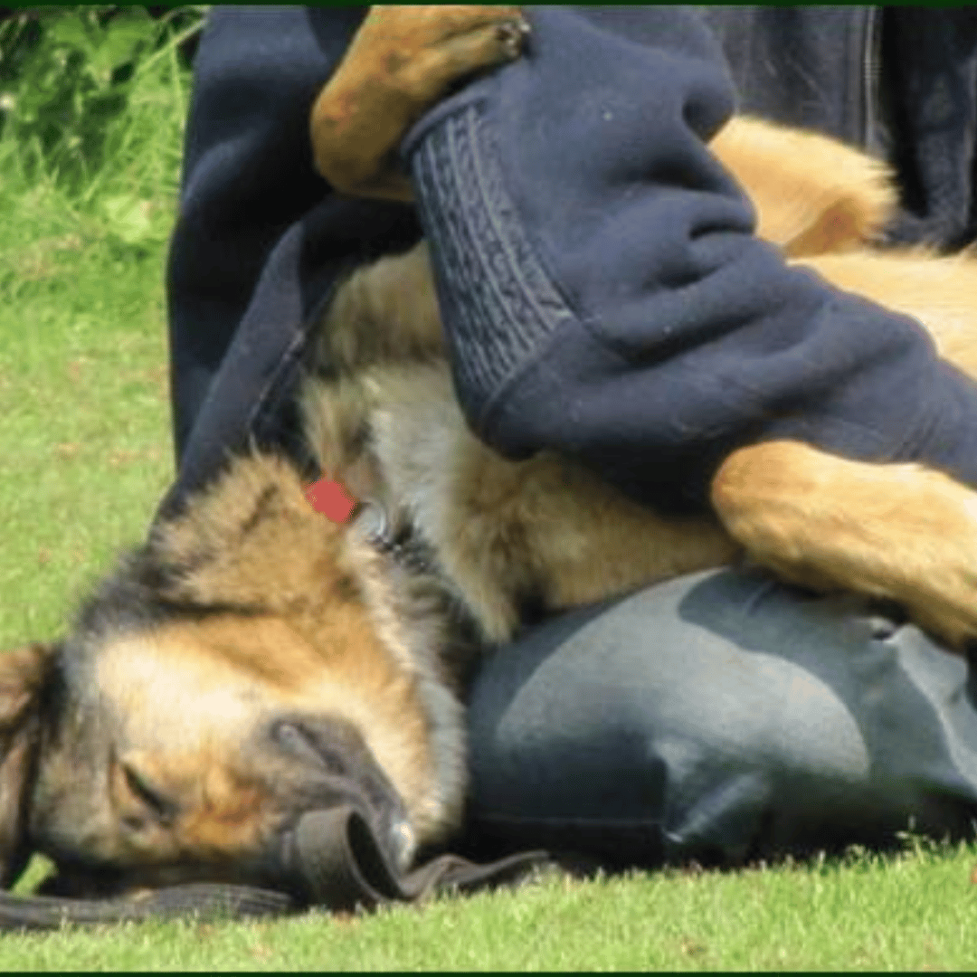 ontdek spiegel eigen hond2 Ontdek jij ook de spiegel van je eigen hond bij HondenSpiegel?