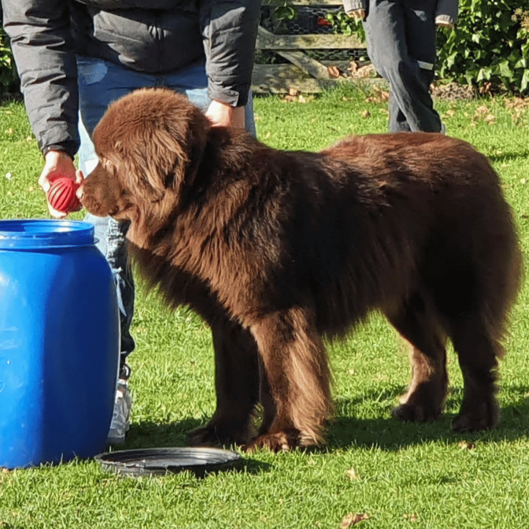Bedrijven Samen met een hond werken tijdens een teamtraining bij HondenSpiegel