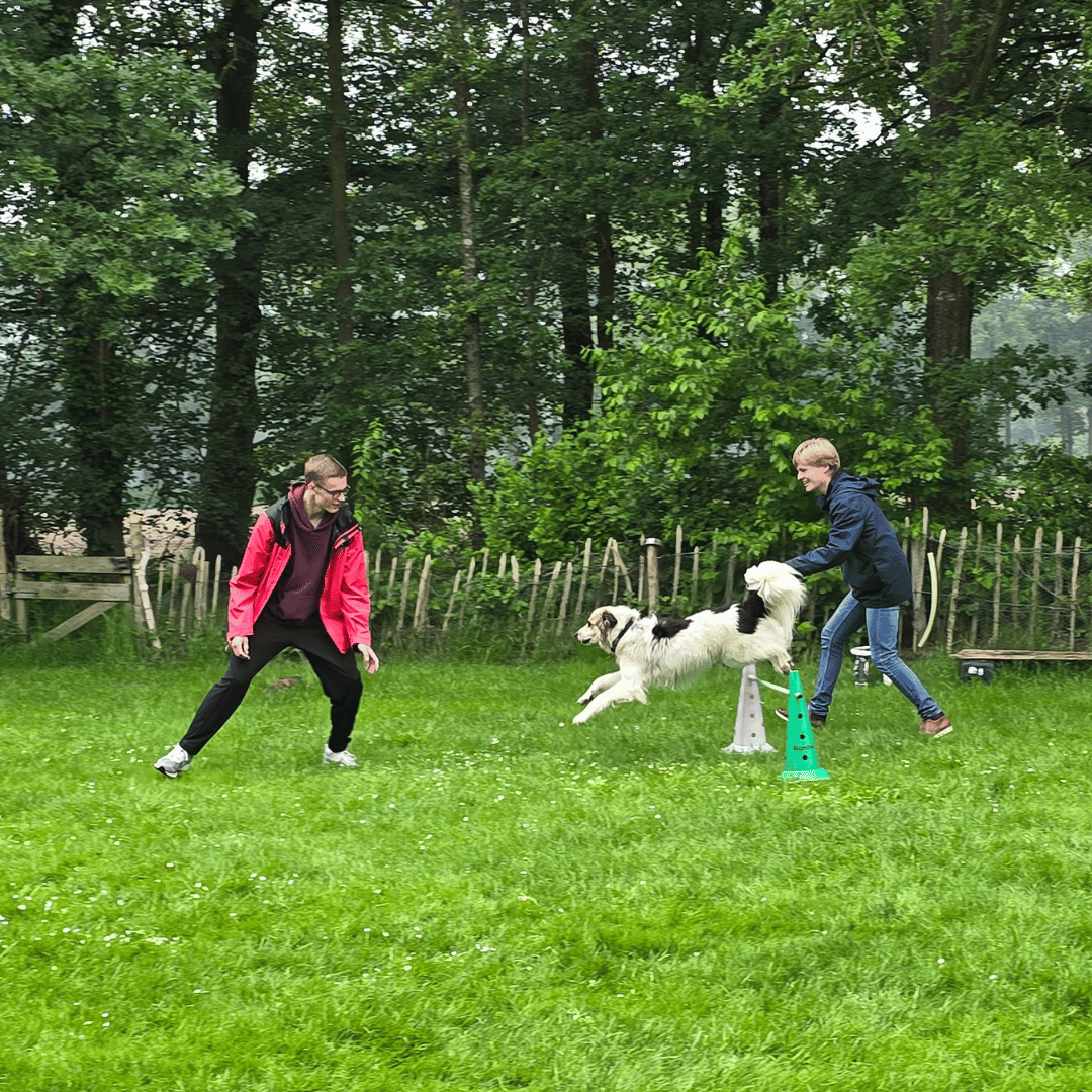 Bedrijven2 Ook als team ga je aan de slag bij HondenSpiegel