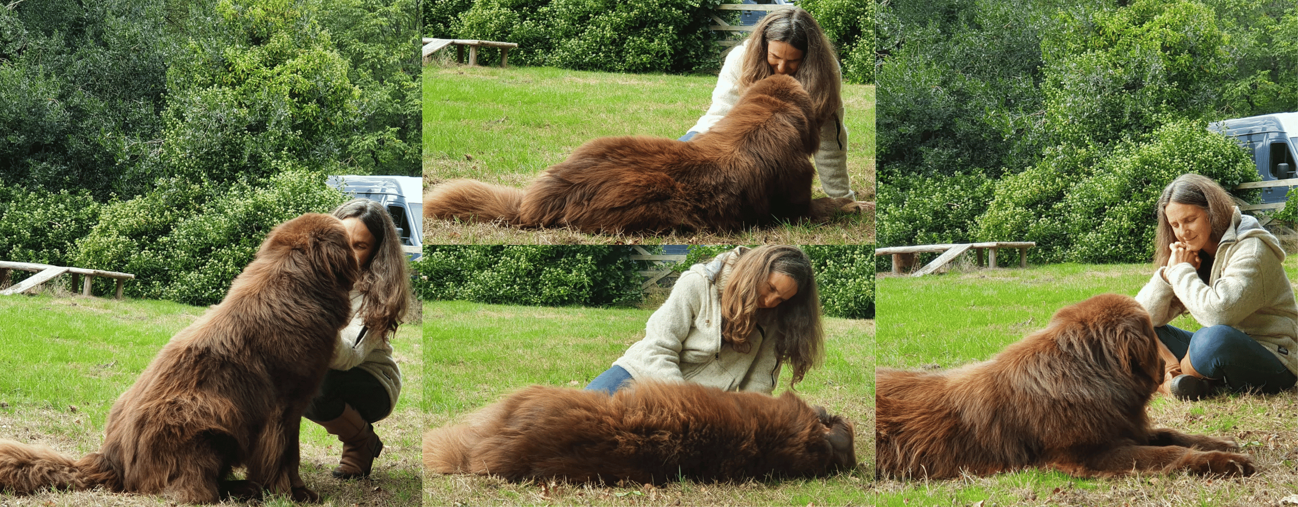 Collage Marley Marley aan het werk met een client bij HondenSpiegel