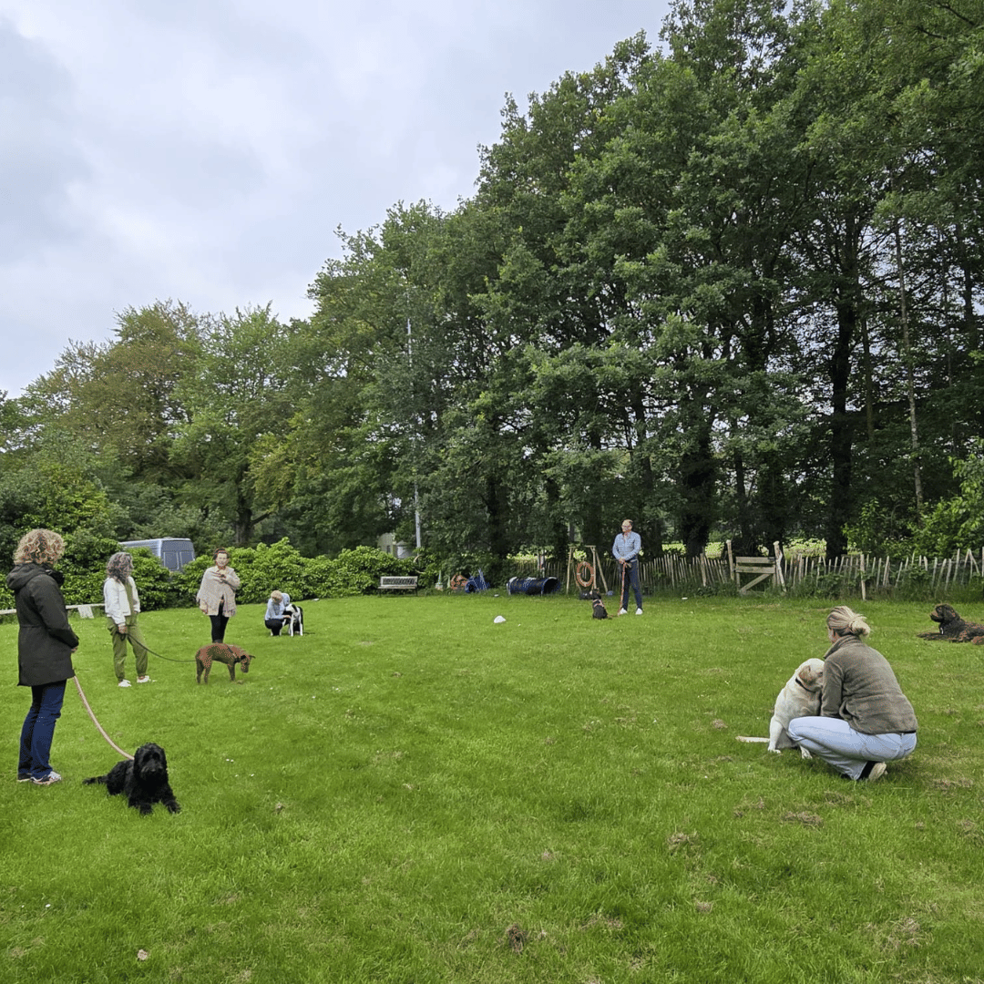 Sessie SpiegelTrainer binnen bij HondenSpiegel