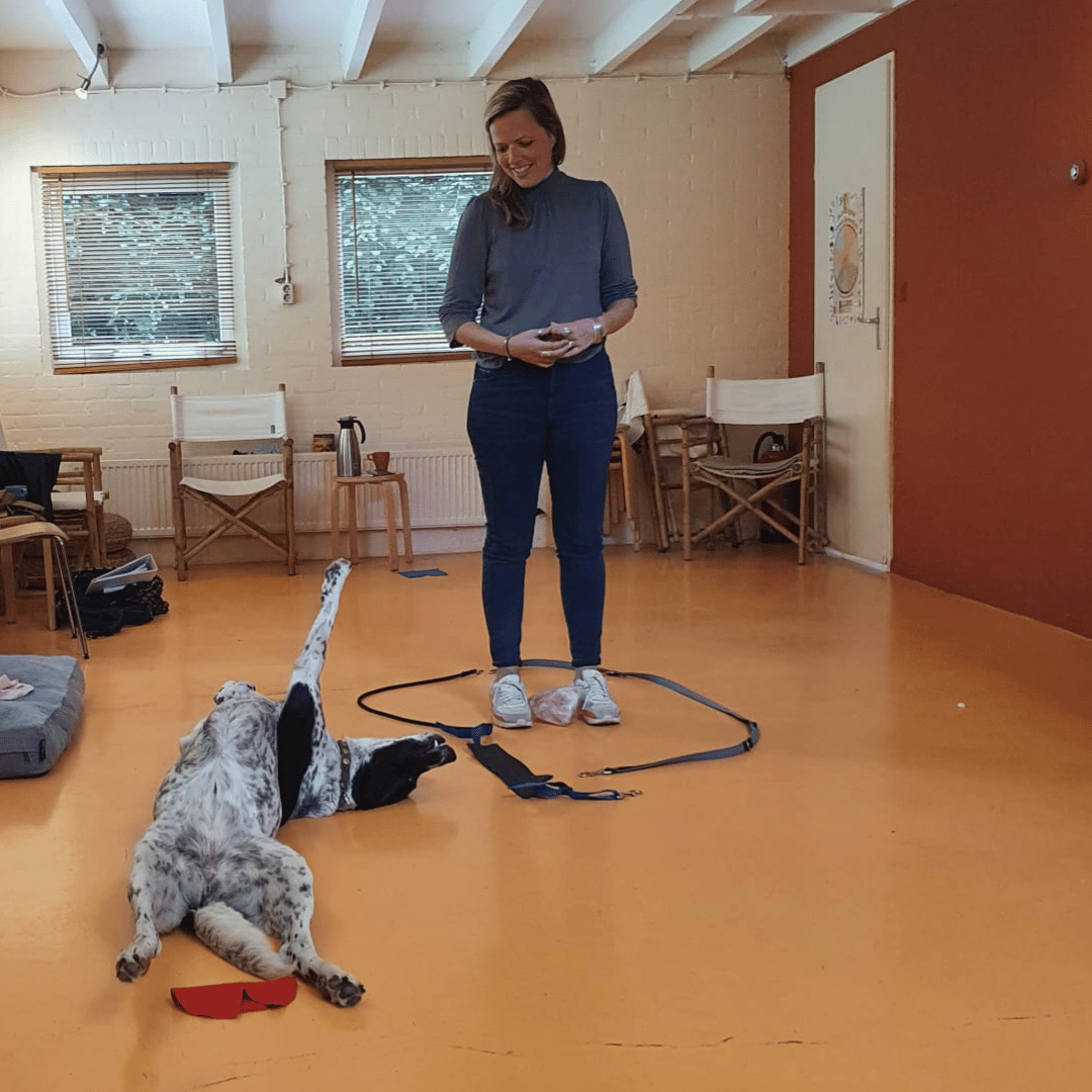 Prive eigen hond1 Privésessie met je eigen hond bij HondenSpiegel in de binnenruimte