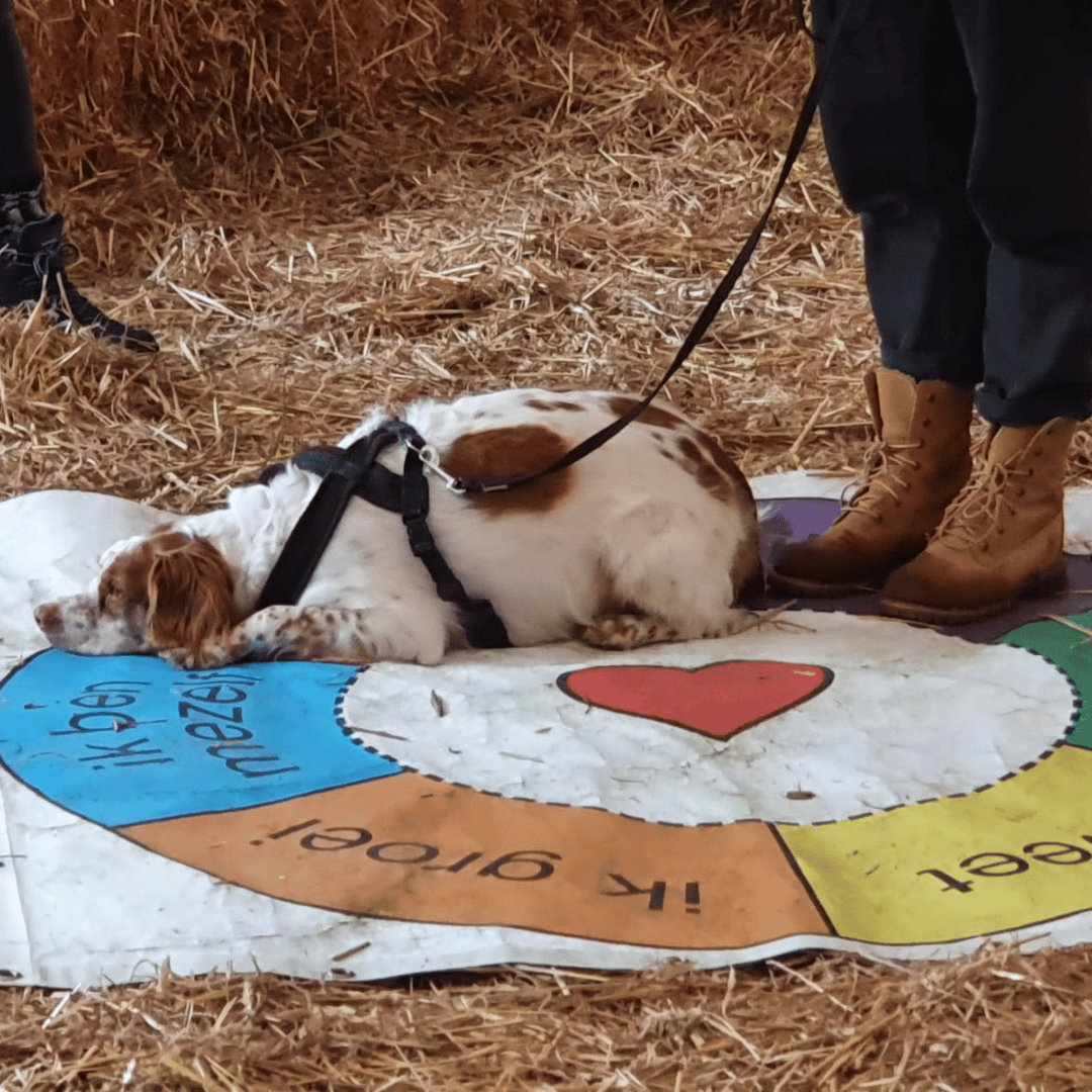 Privé sessie met je eigen hond bij HondenSpiegel met CREF