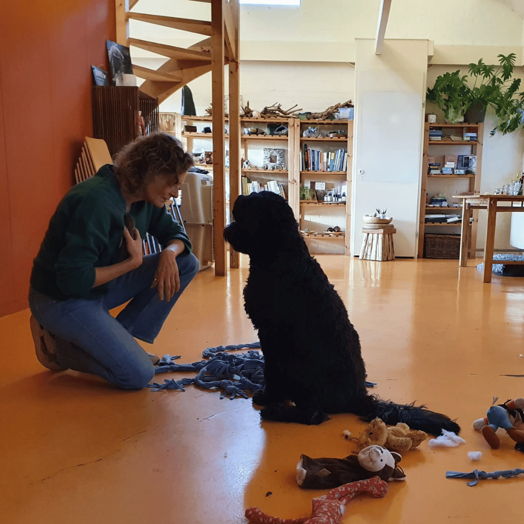 Prive eigen hond3 In contact tijdens een privé sessie met je eigen hond bij Hondenspiegel
