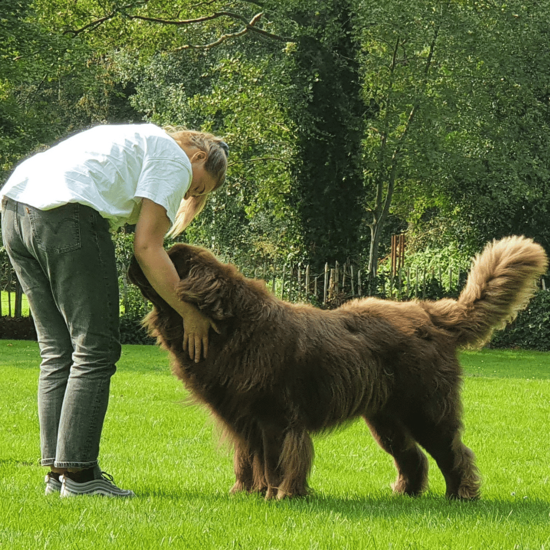 Privé sessie mens en hond bij HondenSpiegel