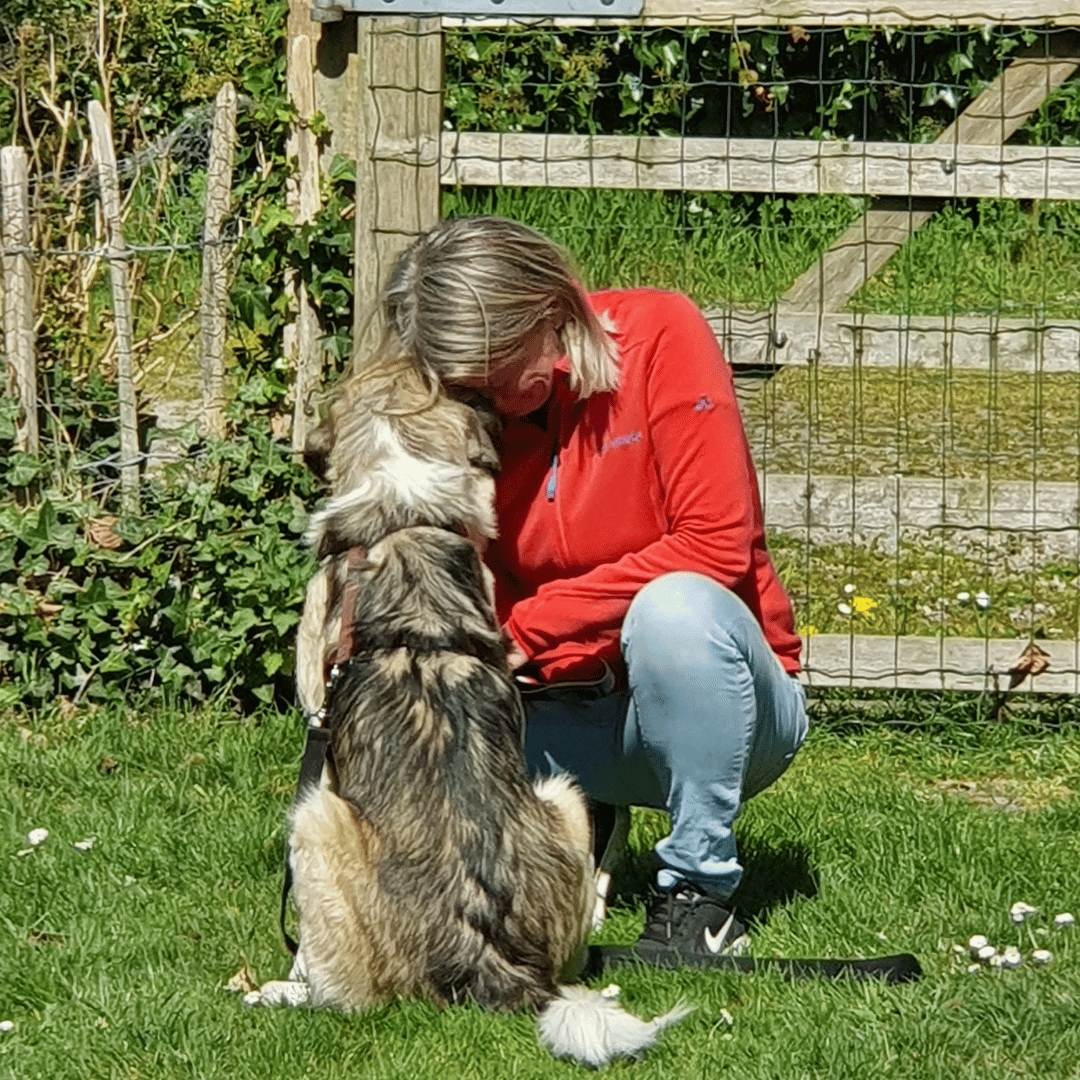 Contact tussen mens en hond tijdens privesessie HondenSpiegel