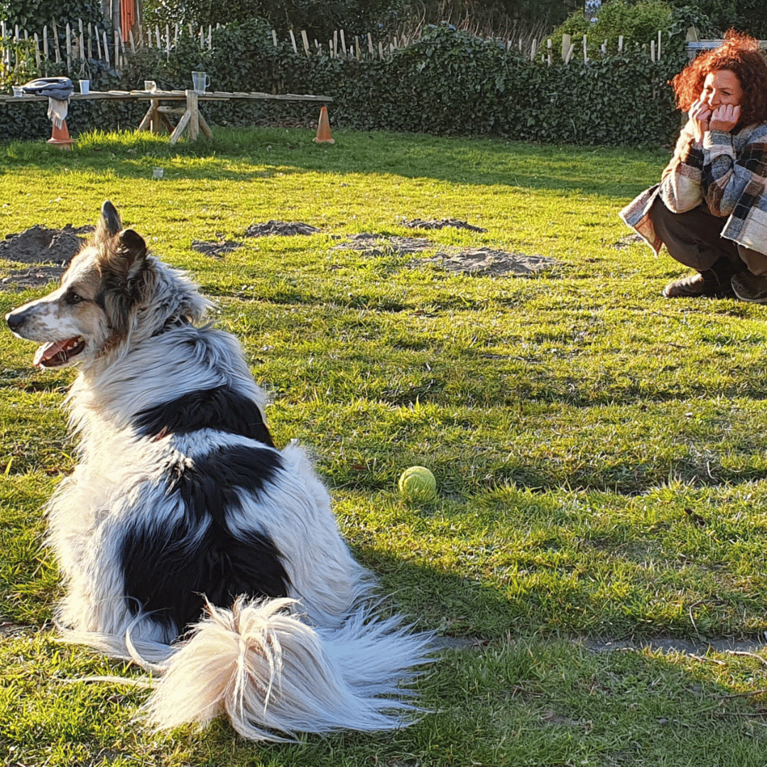 Mens en hond tijdens privé sessie met hond van HondenSpiegel