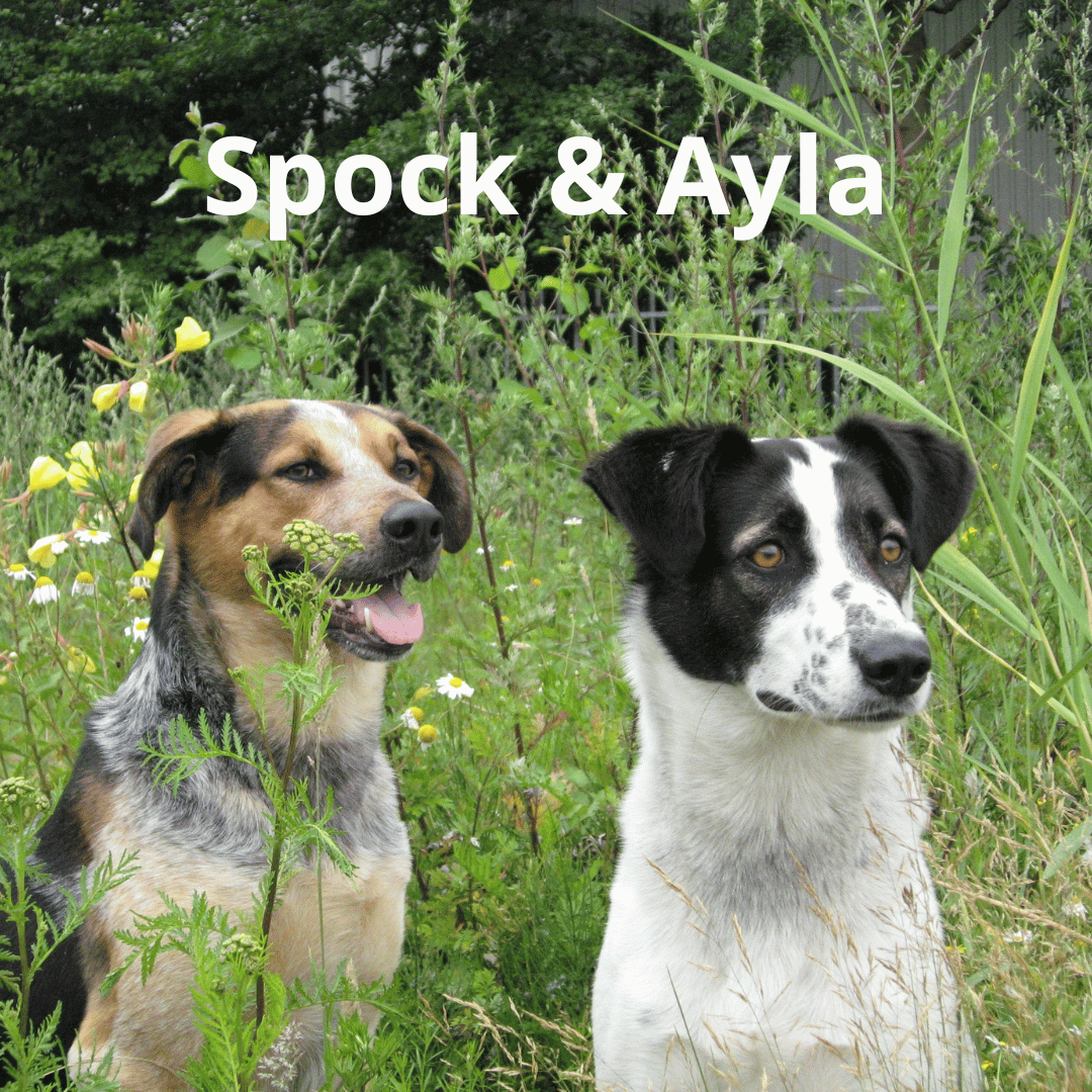 Spock & Ayla (1)