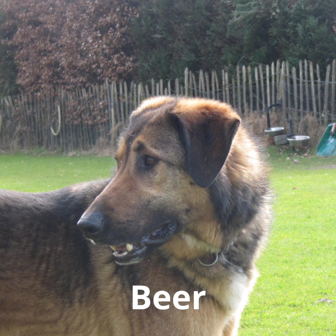 Beer Beer, een van de honden van HondenSpiegel<br />