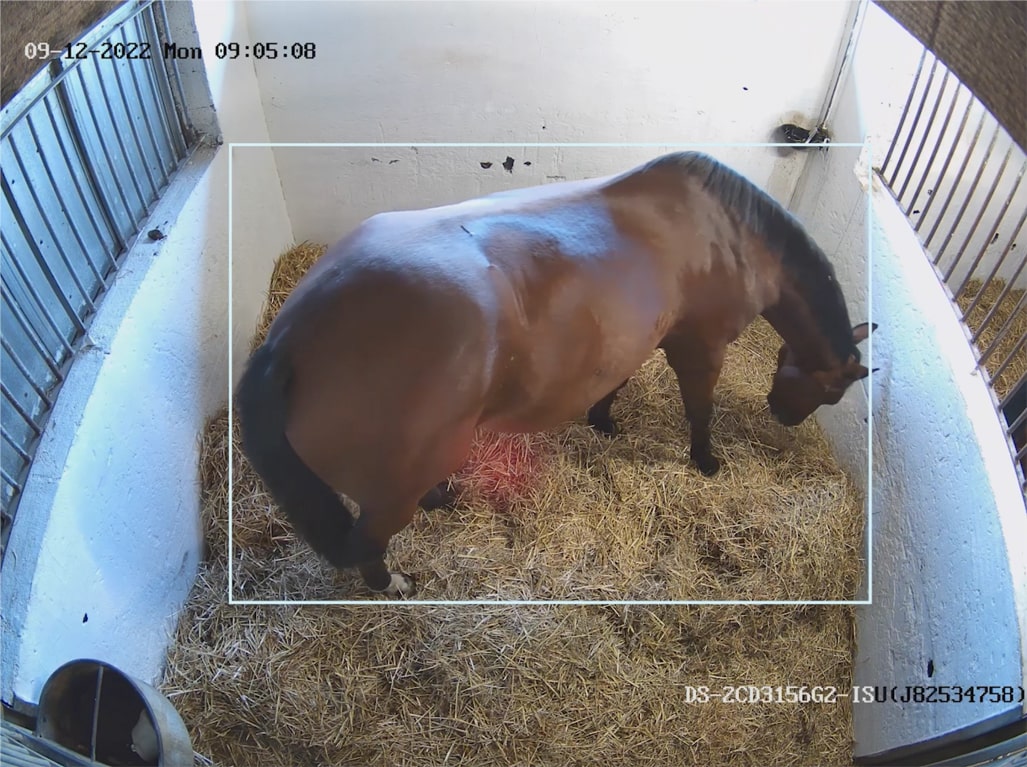 Horsemotion detection