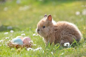 Osterhase, Foto von Rebekka D