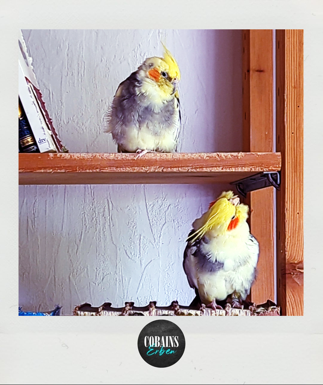 Cobains Erben 77: #vogelgate bei Hossa Talk